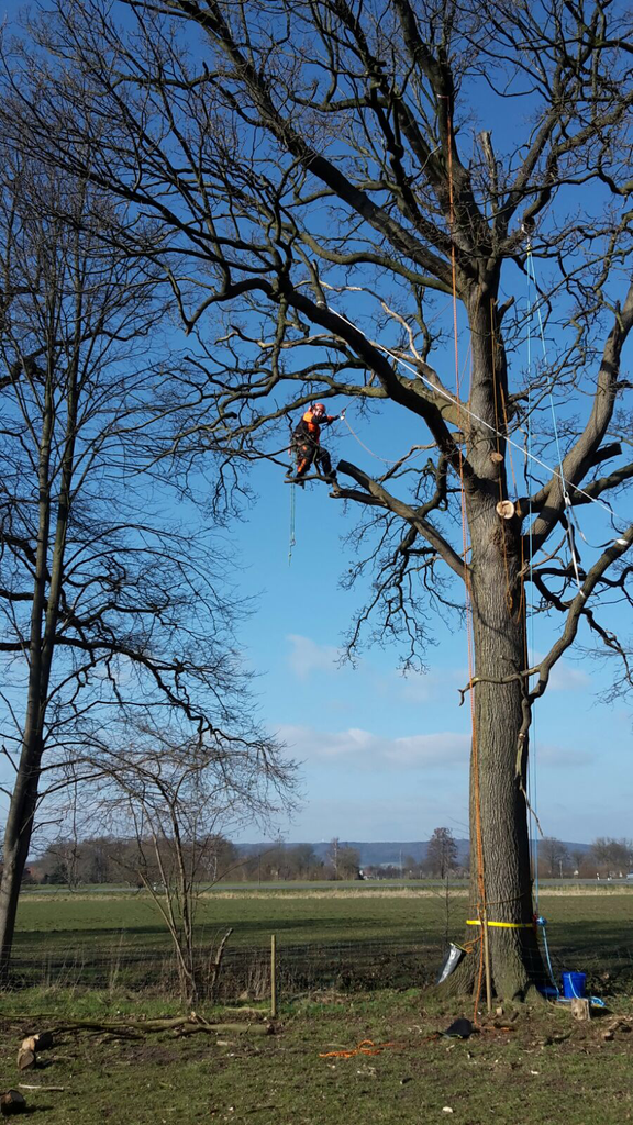 Baumpfleger in Seilklettertechnik in der Krone eines großen Baums über freiem Feld.